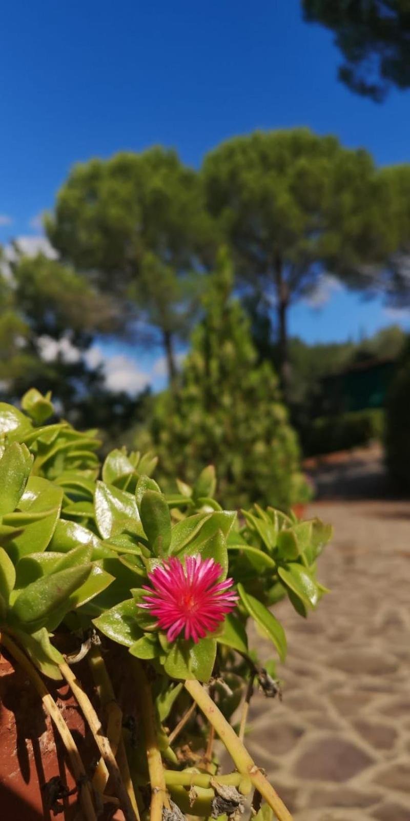 Villa Santa Margherita - La Suvera Ponte A Bozzone Eksteriør bilde